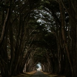 Cypress Tree Tunnel California
